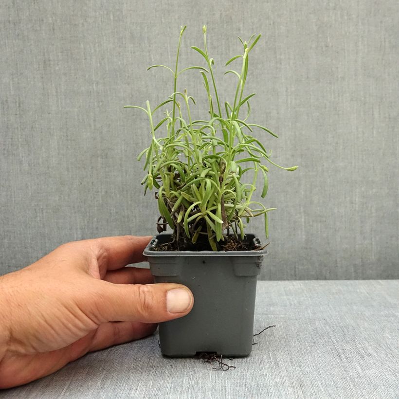 Amostra de Alfazema Sensational - Lavandula intermedia Vaso de 8/9 cm tal como entregue na primavera