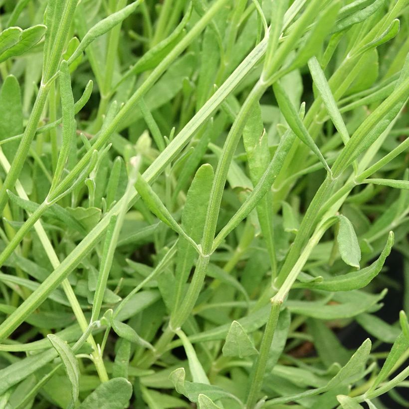 Alfazema Sensational - Lavandula intermedia (Folhagem)