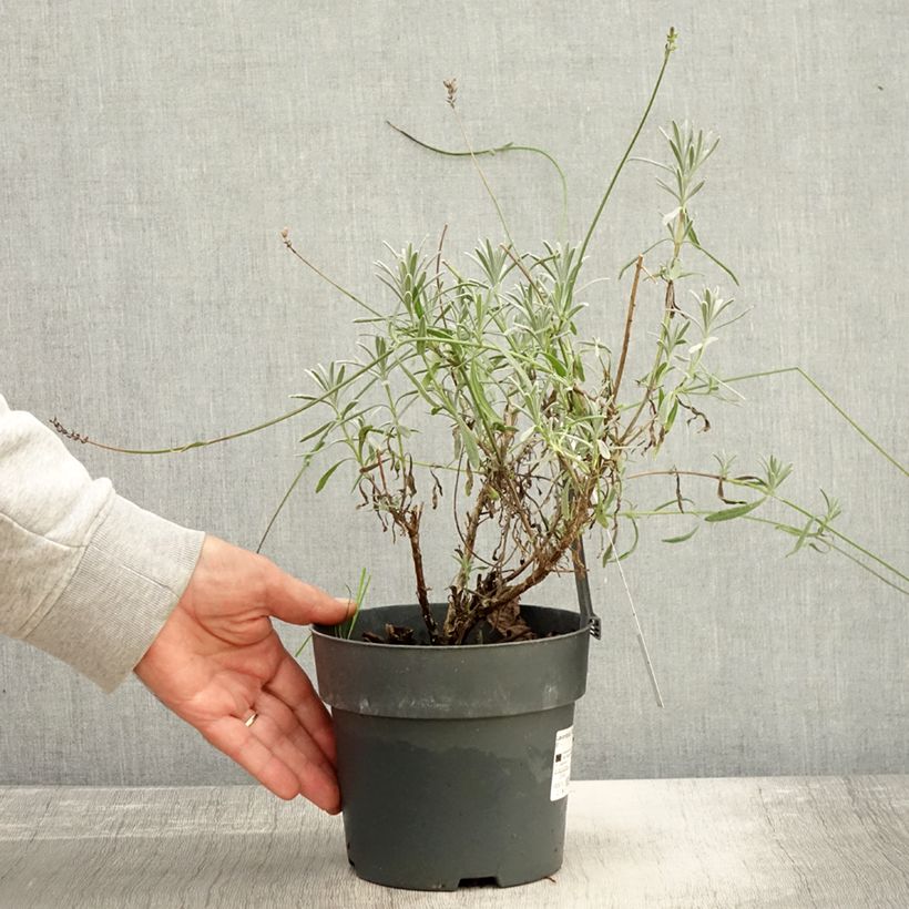 Amostra de Alfazema Sensational - Lavandula intermedia Vaso de 2 L/3 L tal como entregue no outono
