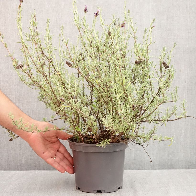 Amostra de Rosmaninho Madrid Purple Vaso de 3 L/4 L tal como entregue no outono