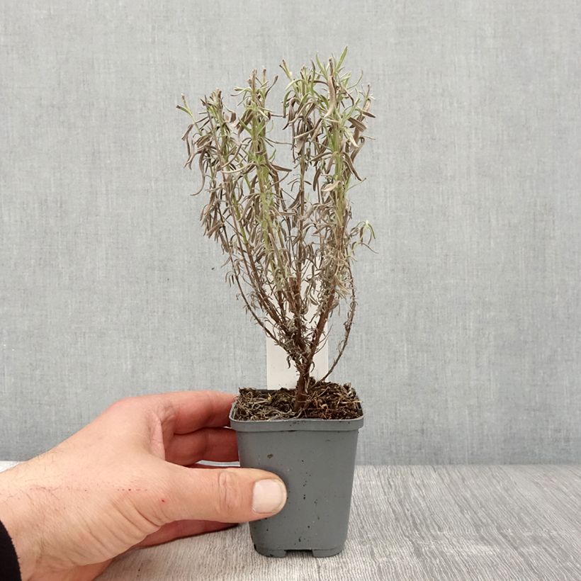 Amostra de Rosmaninho The Princess Vaso de 8/9 cm tal como entregue na primavera