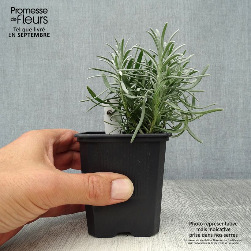 Amostra de Alfazema Phenomenal Niko - Lavandula intermedia Vaso de 8/9 cm tal como entregue no outono
