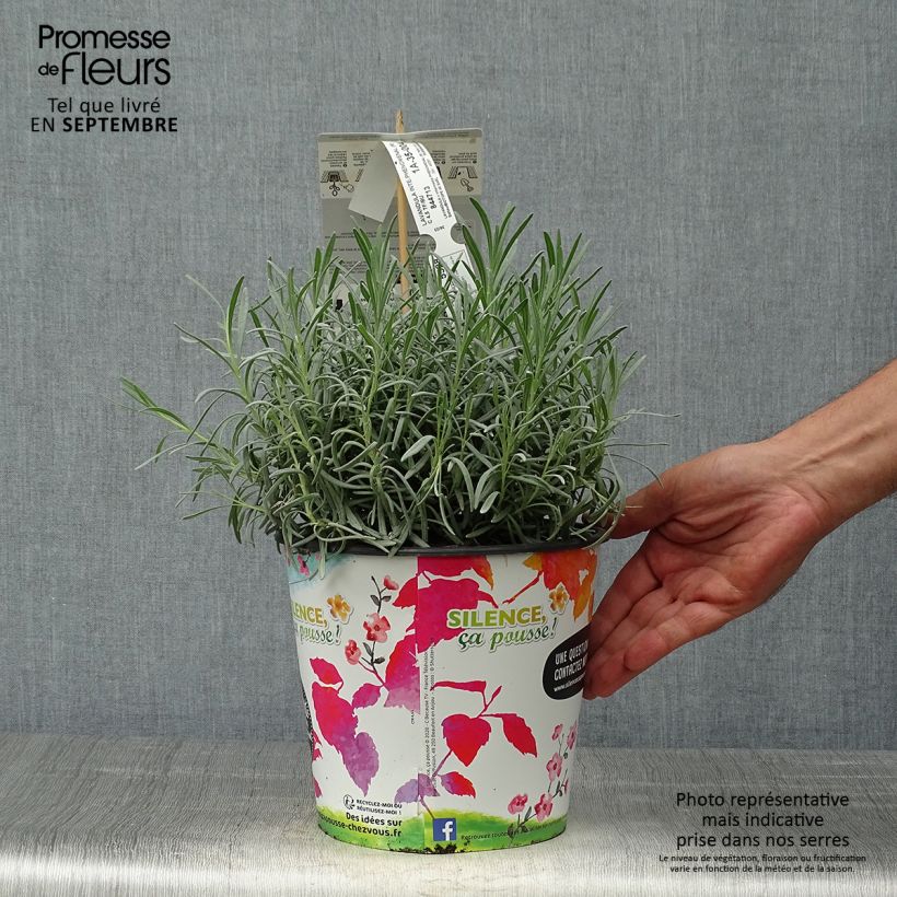 Amostra de Alfazema Phenomenal Niko - Lavandula intermedia Vaso de 4 L/5 L tal como entregue no outono