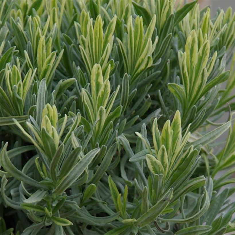 Alfazema Platinum Blonde - Lavandula intermedia (Folhagem)