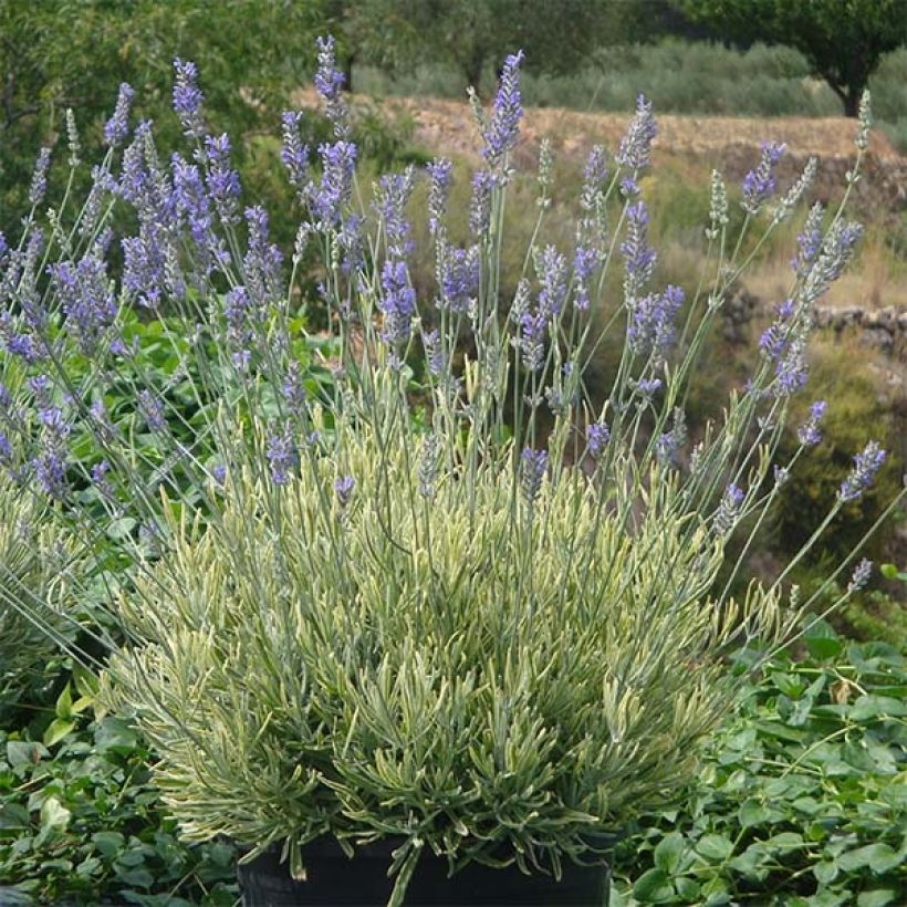 Alfazema Platinum Blonde - Lavandula intermedia (Hábito)