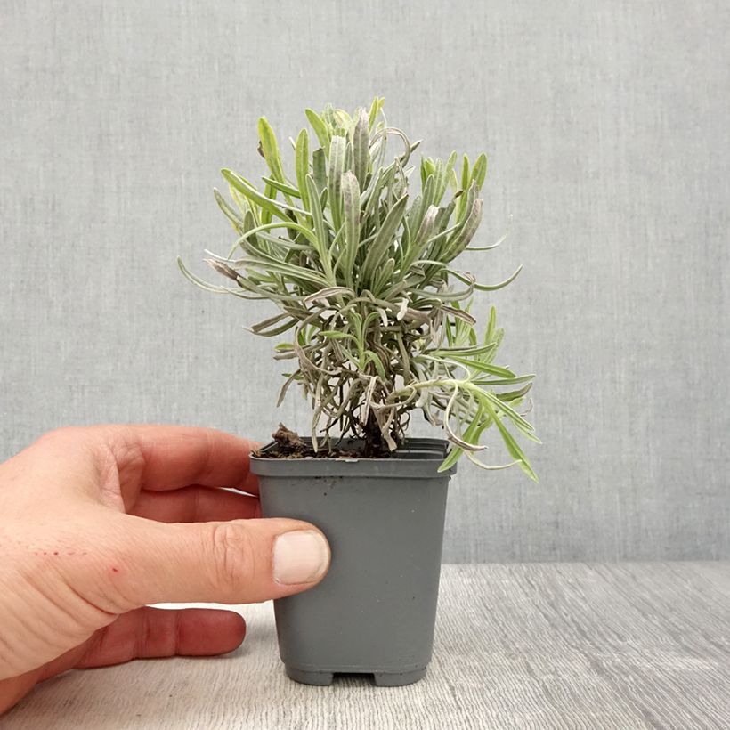 Amostra de Alfazema Platinum Blonde - Lavandula intermedia Vaso de 8/9 cm tal como entregue na primavera