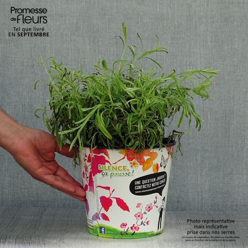 Amostra de Alfazema Platinum Blonde - Lavandula intermedia Vaso de 4 L/5 L tal como entregue no outono
