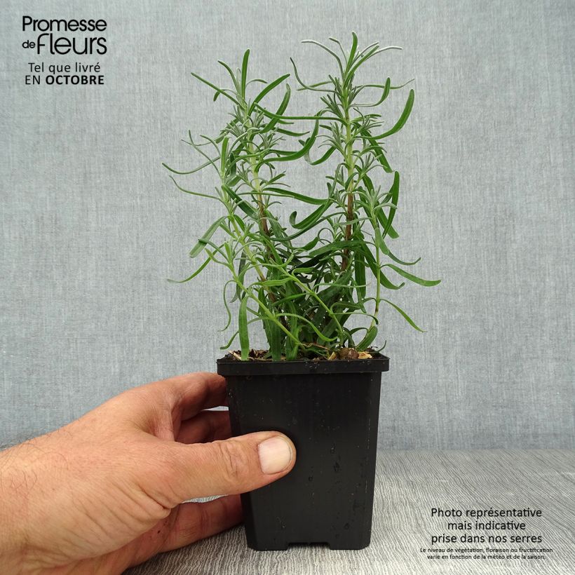 Amostra de Alfazema-dentada Richard Gray - Lavandula chaytorae Vaso de 8/9 cm tal como entregue no outono