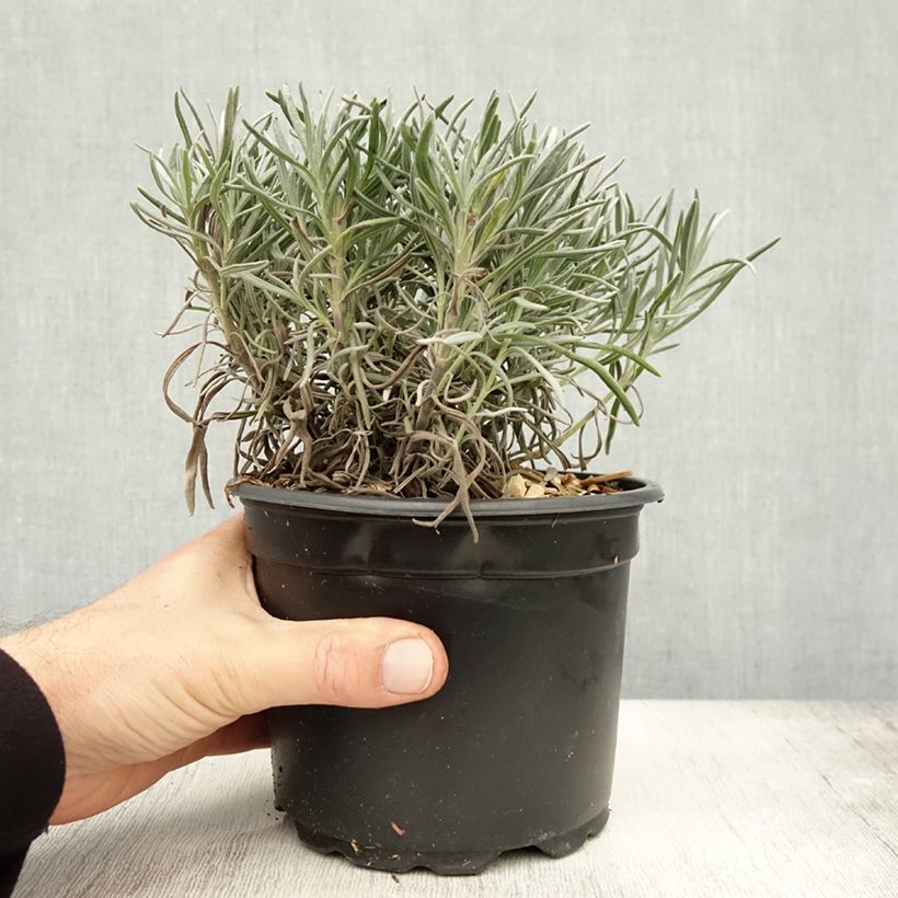 Amostra de Alfazema Alba - Lavandula angustifolia Vaso de 2 L/3 L tal como entregue no outono