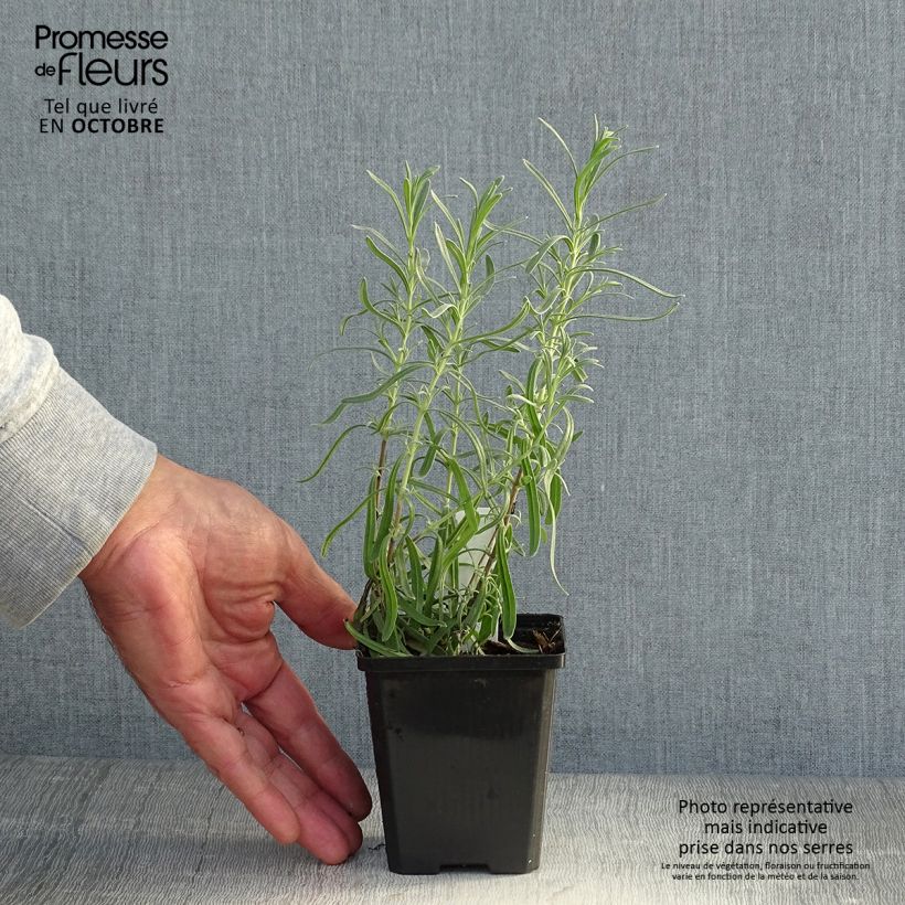 Amostra de Alfazema Dwarf Blue - Lavandula angustifolia Vaso de 8/9 cm tal como entregue no outono