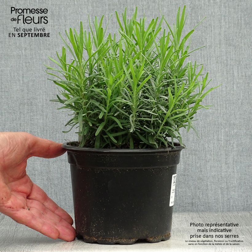 Amostra de Alfazema Dwarf Blue - Lavandula angustifolia Vaso de 2 L/3 L tal como entregue no outono
