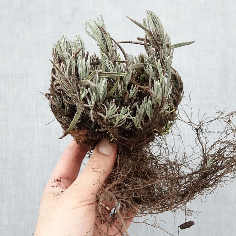 Amostra de Alfazema Dwarf Blue - Lavandula angustifolia Raízes nuas tal como entregue no inverno