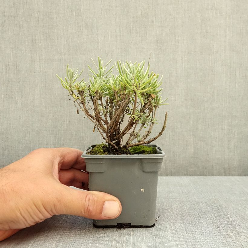 Amostra de Alfazema Havana - Lavandula angustifolia Vaso de 8/9 cm tal como entregue no verão