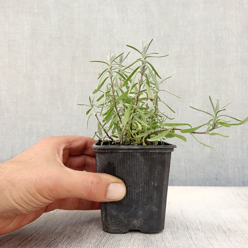 Amostra de Alfazema Hidcote - Lavandula angustifolia Vaso de 7/8 cm tal como entregue no outono