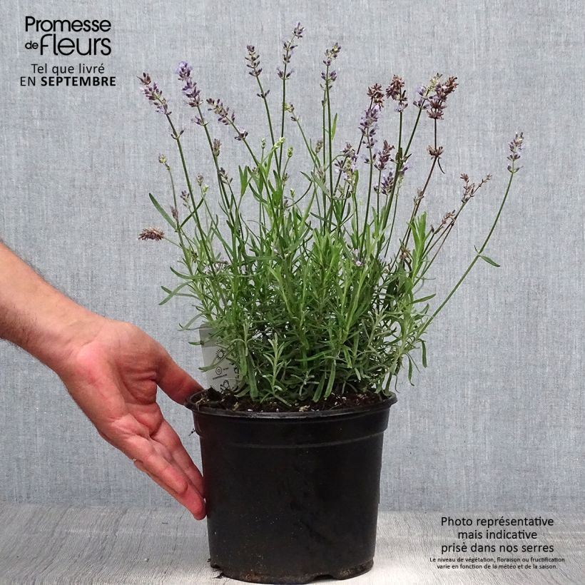 Amostra de Alfazema Hidcote - Lavandula angustifolia Vaso de 3 L/4 L tal como entregue no outono