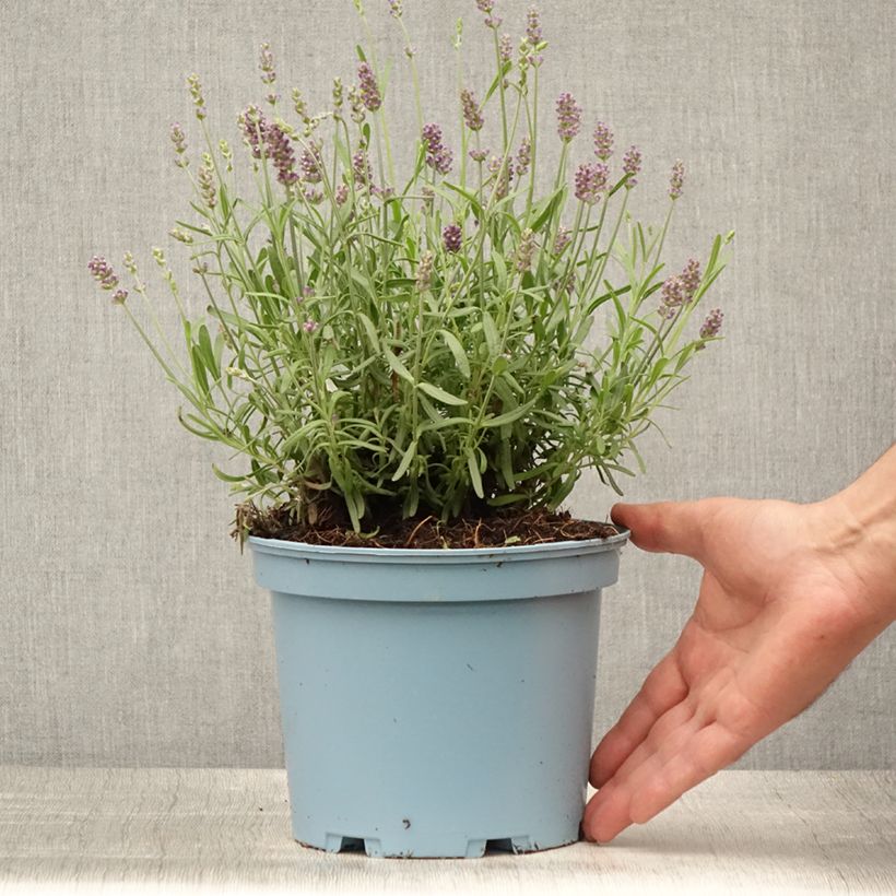 Amostra de Alfazema Hidcote - Lavandula angustifolia Vaso de 3 L/4 L tal como entregue no verão