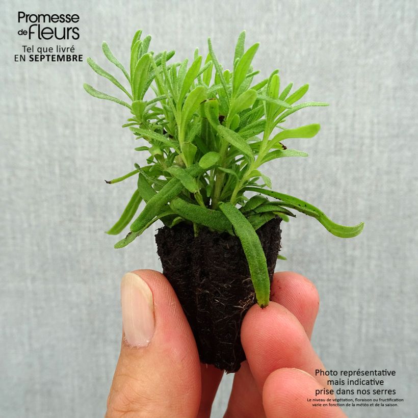 Amostra de Alfazema Hidcote - Lavandula angustifolia Mini-torrão Ø 3/4 cm tal como entregue no outono