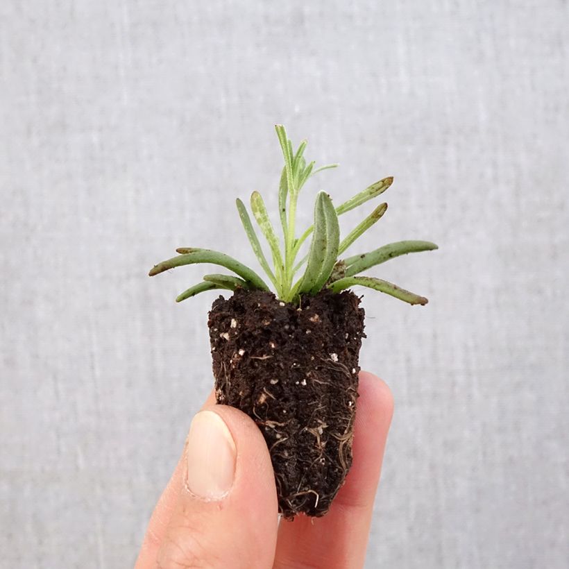 Amostra de Lavande vraie - Lavandula angustifolia Hidcote Mini-torrão Ø 3/4 cm tal como entregue na primavera