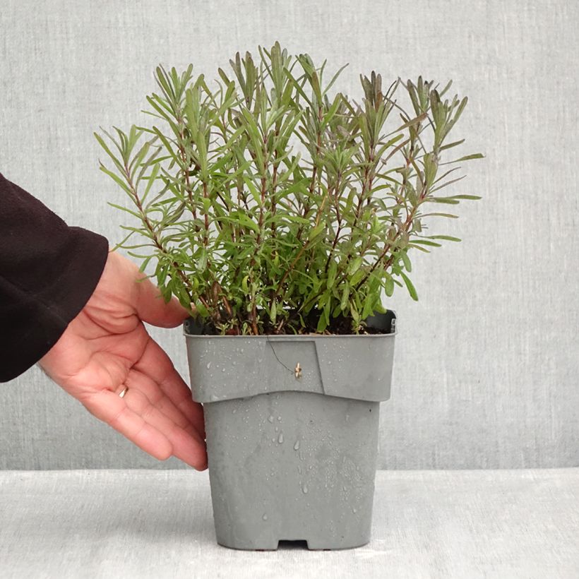 Amostra de Alfazema Rosea - Lavandula angustifolia Vaso de 2 L/3 L tal como entregue no outono