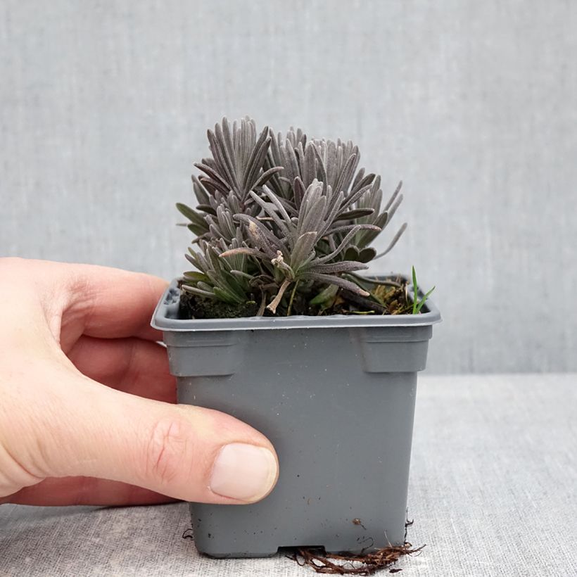 Amostra de Alfazema Loddon Pink - Lavandula angustifolia Vaso de 8/9 cm tal como entregue no inverno