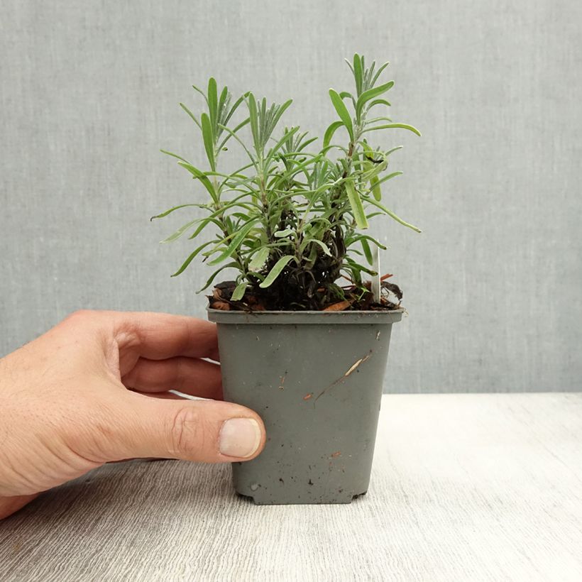 Amostra de Alfazema Middachten - Lavandula angustifolia Vaso de 8/9 cm tal como entregue no outono