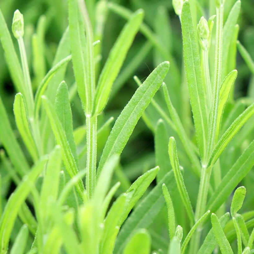 Alfazema Middachten - Lavandula angustifolia (Folhagem)