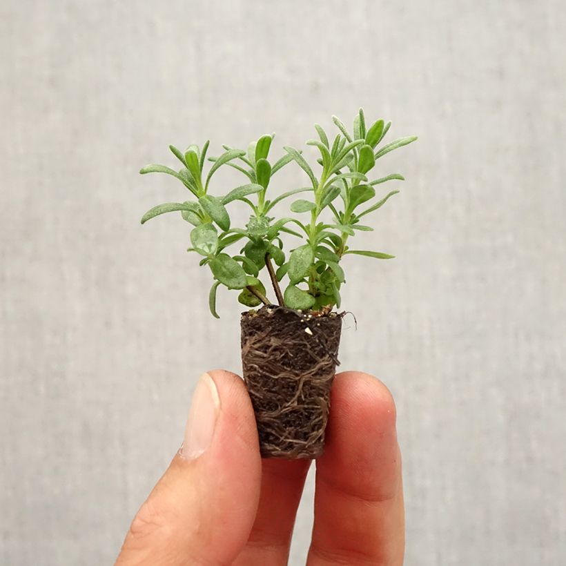 Amostra de Lavande vraie Montagnac Purple - Lavandula angustifolia Mini-motte Ø 1,5/2,5 cm tal como entregue no outono