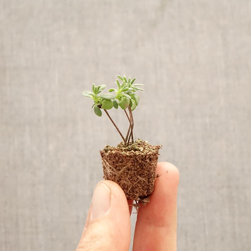 Amostra de Alfazema Montagnac White - Lavandula angustifolia Mini-torrão Ø 1,5/2,5 cm tal como entregue na primavera
