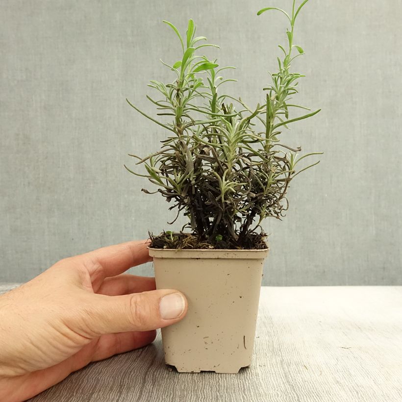 Amostra de Alfazema Siesta - Lavandula angustifolia Vaso de 8/9 cm tal como entregue no outono