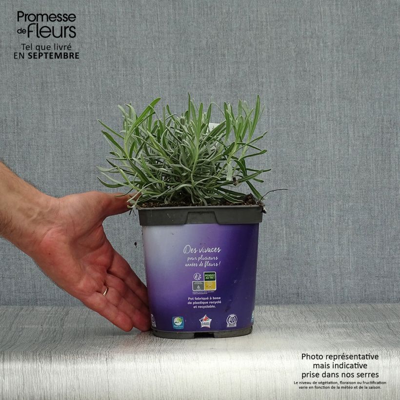 Amostra de Alfazema Dutch Group - Lavandula intermedia Vaso de 2 L/3 L tal como entregue no outono