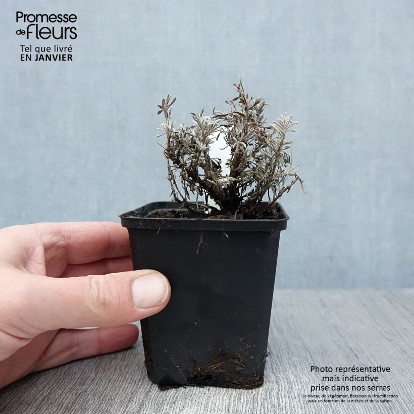 Amostra de Lavandula angustifolia Essence Purple - Lavande vraie Vaso de 8/9 cm tal como entregue no inverno