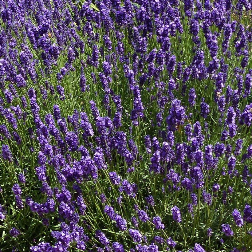 Alfazema Hidcote - Lavandula angustifolia (Floração)