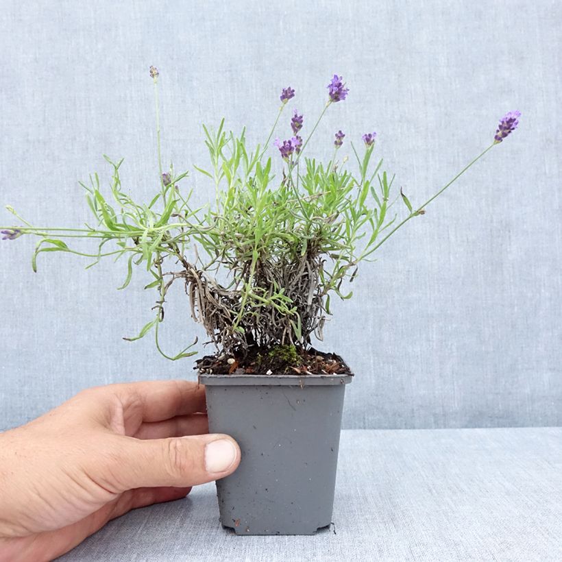 Amostra de Alfazema Twickel Purple - Lavandula angustifolia Vaso de 8/9 cm tal como entregue no verão