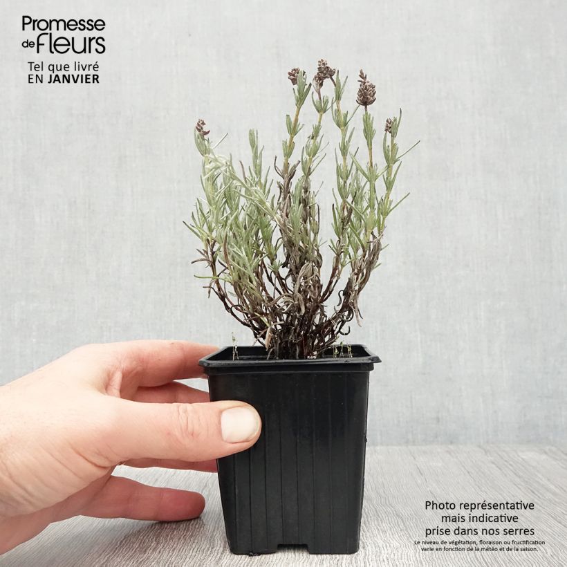 Amostra de Rosmaninho Magical Posy Pink Vaso de 8/9 cm tal como entregue no inverno