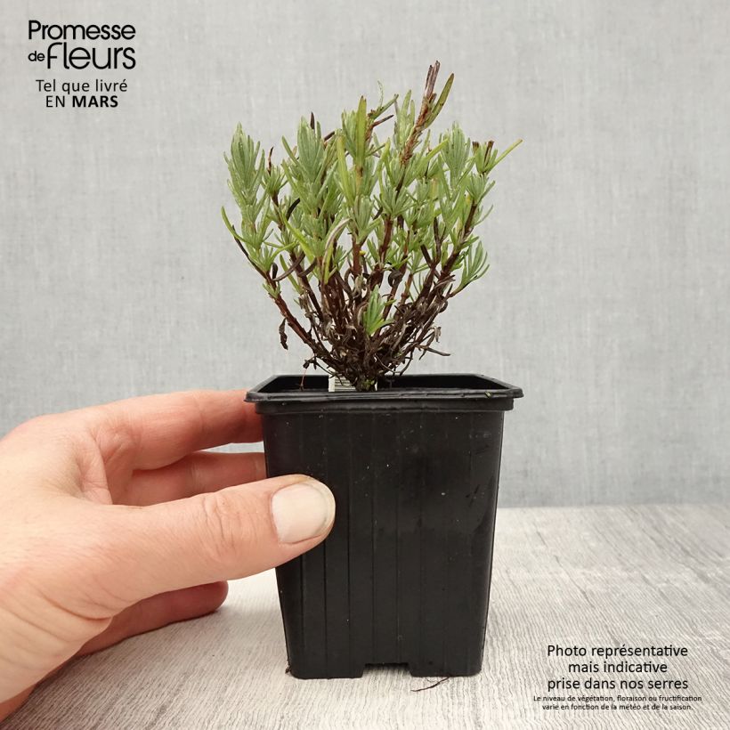 Amostra de Rosmaninho Magical Posy Pink Vaso de 8/9 cm tal como entregue na primavera