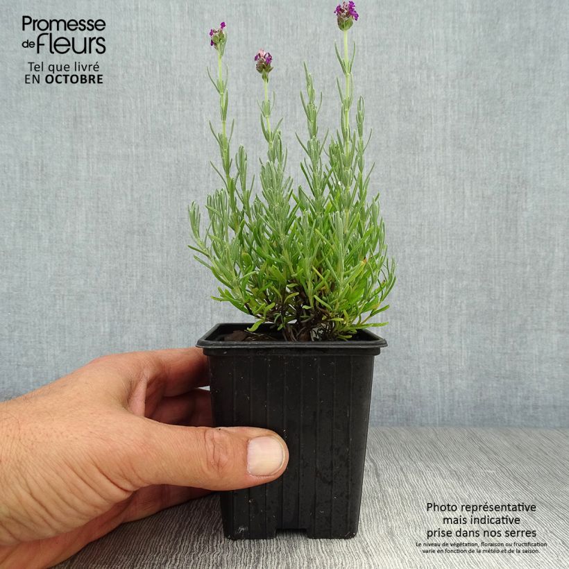 Amostra de Rosmaninho Magical Posy Purple Vaso de 8/9 cm tal como entregue no outono