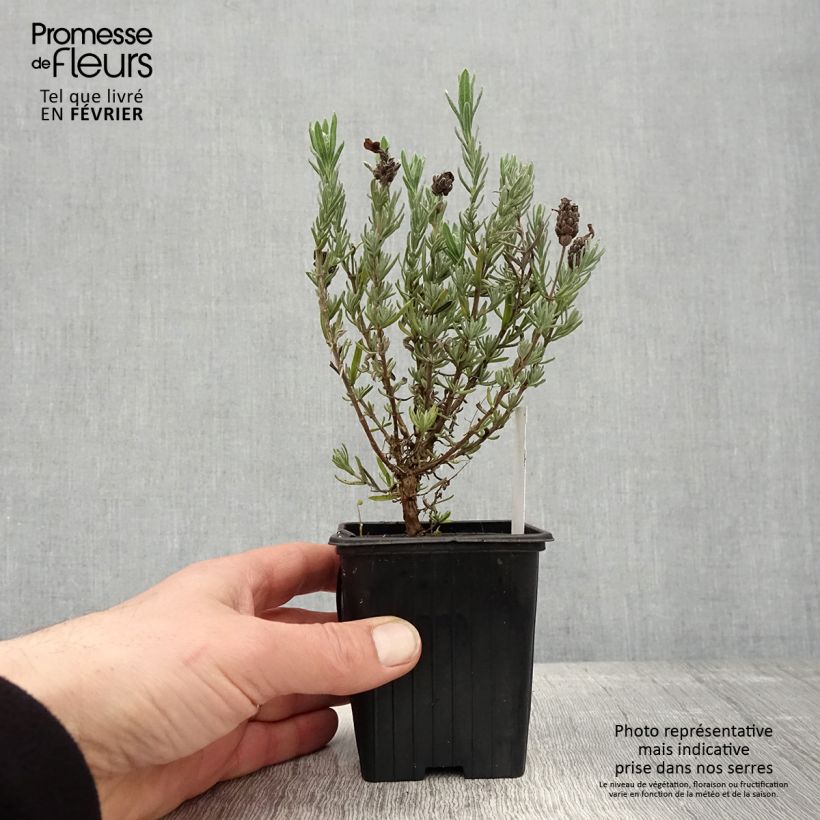 Amostra de Rosmaninho Magical Posy Purple Vaso de 8/9 cm tal como entregue no inverno