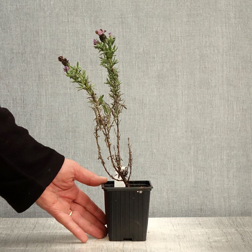 Amostra de Rosmaninho Magical Posy Purple Vaso de 8/9 cm tal como entregue na primavera