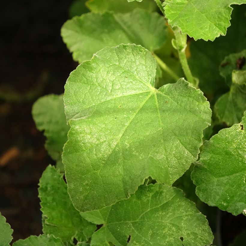 Lavatera clementii Chamallow (Folhagem)
