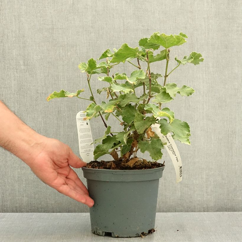 Amostra de Lavatera clementii Chamallow Vaso de 3 L/4 L tal como entregue no verão
