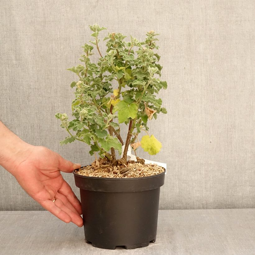 Amostra de Lavatera clementii Chamallow Vaso de 3 L/4 L tal como entregue na primavera