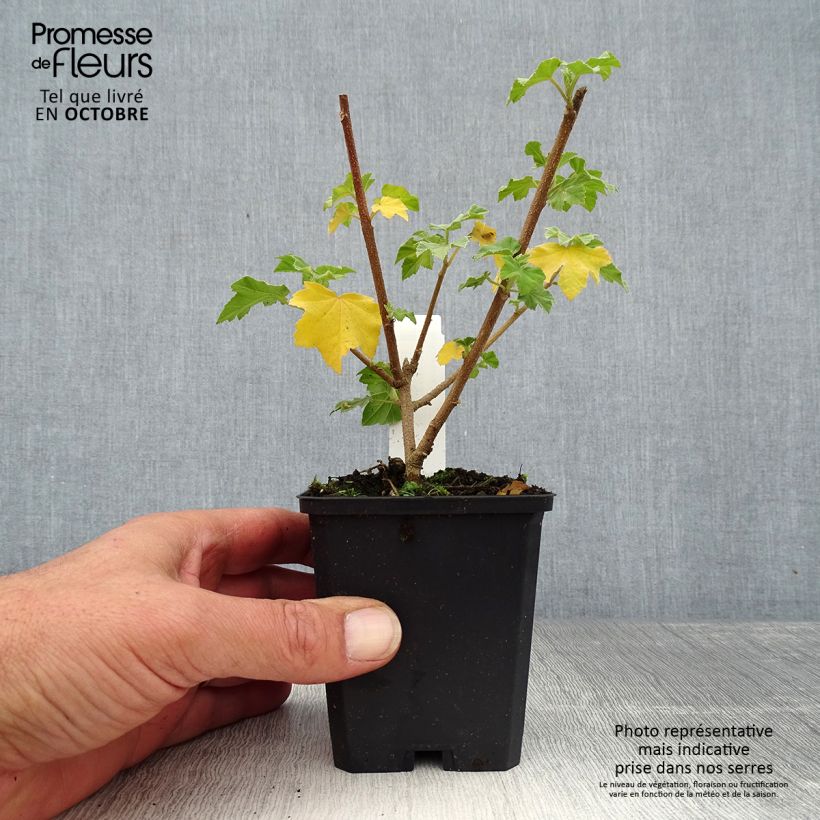 Amostra de Lavatera maritima Vaso de 8/9 cm tal como entregue no outono