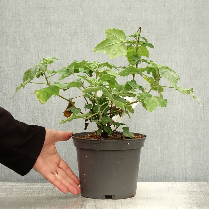 Amostra de Malva arbórea Red Rum Vaso de 2 L/3 L tal como entregue no outono