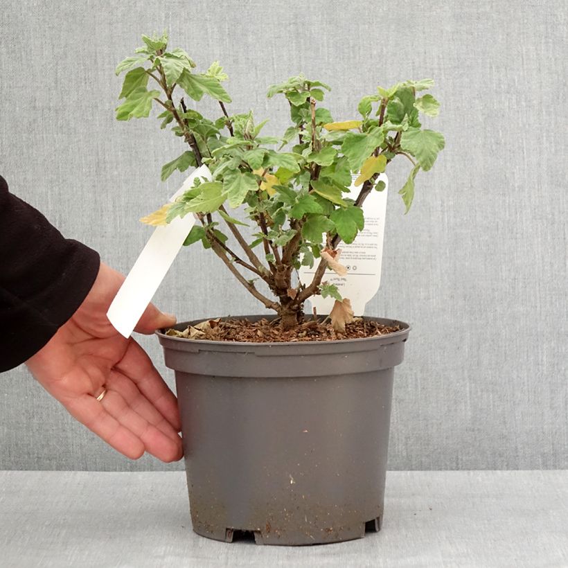 Amostra de Malva arbórea Red Rum Vaso de 2 L/3 L tal como entregue no inverno