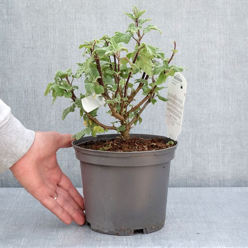 Amostra de Malva arbórea Red Rum Vaso de 2 L/3 L tal como entregue na primavera