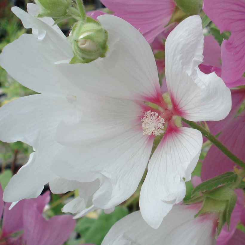 Malva arbórea Blushing Bride (Floração)