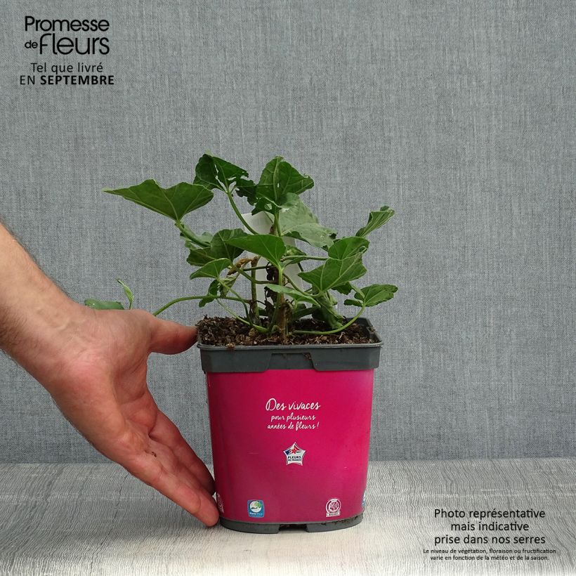 Amostra de Lavatera olbia Rosea - Malva-arbórea Vaso de 2 L/3 L tal como entregue no outono