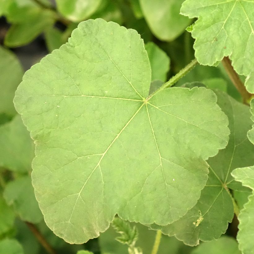 Lavatera olbia Rosea - Malva-arbórea (Folhagem)