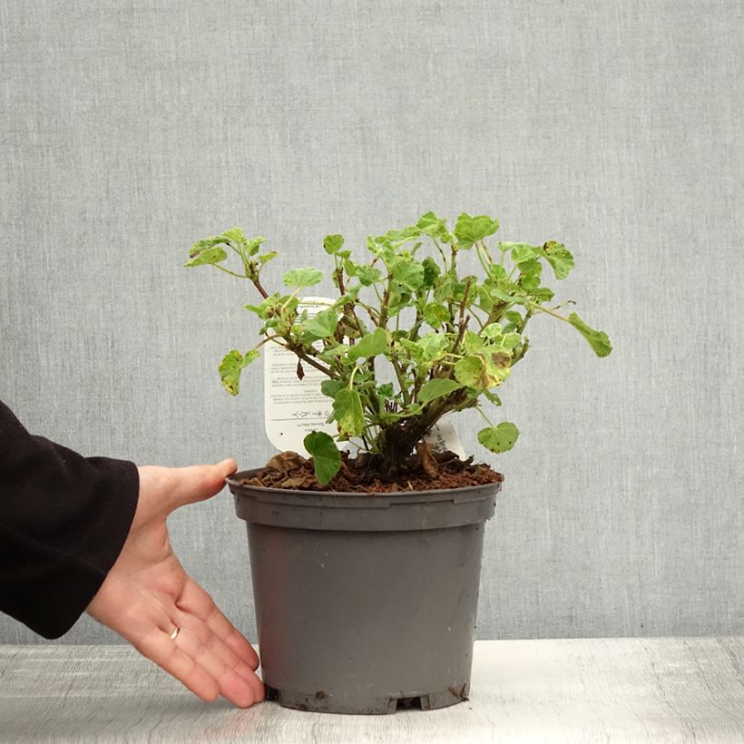 Amostra de Lavatère - Lavatera Barnsley Baby Pot de 2L/3L tal como entregue no outono