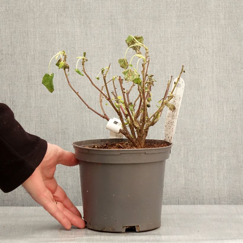 Amostra de Malva arbórea Barnsley Baby Vaso de 2 L/3 L tal como entregue no inverno